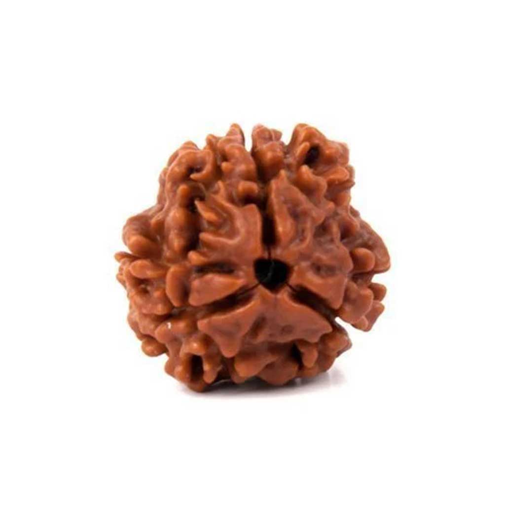 4 Mukhi Rudraksha