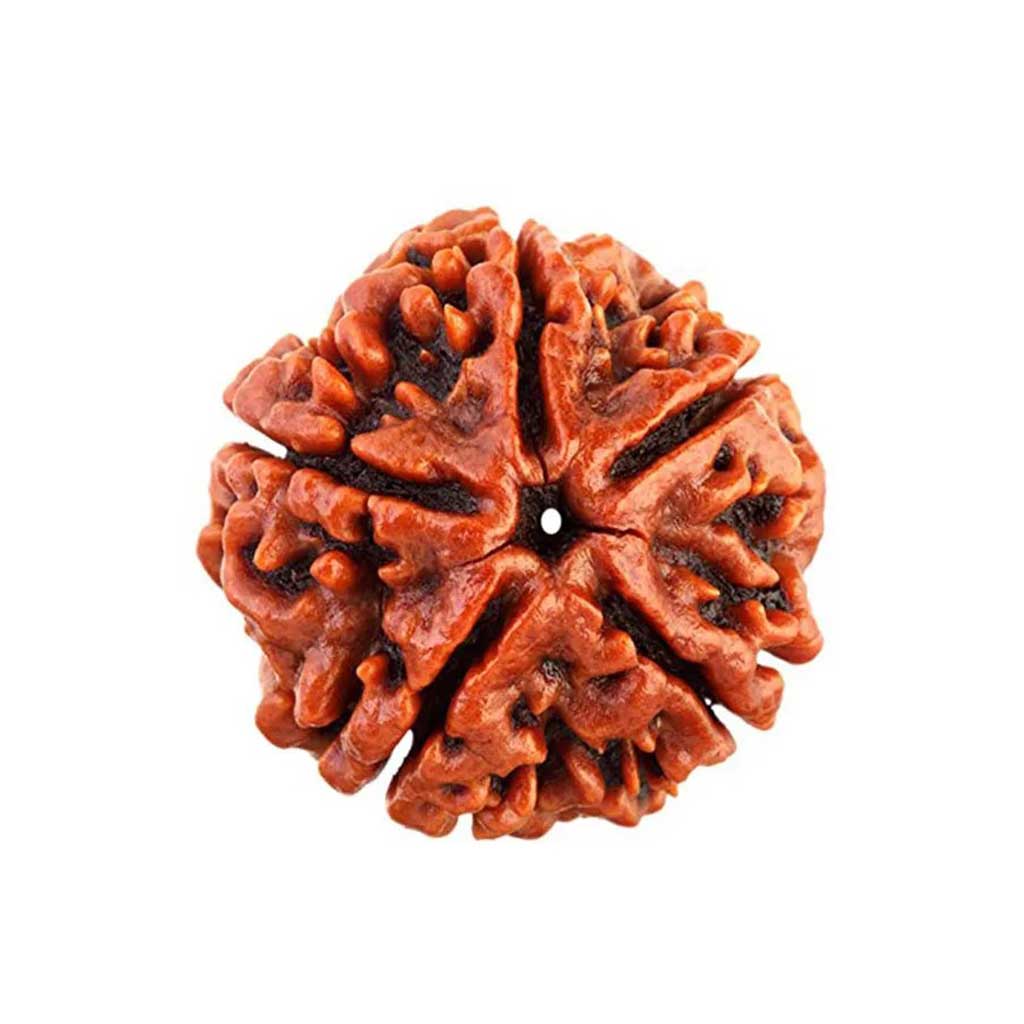 5 Mukhi Rudraksha