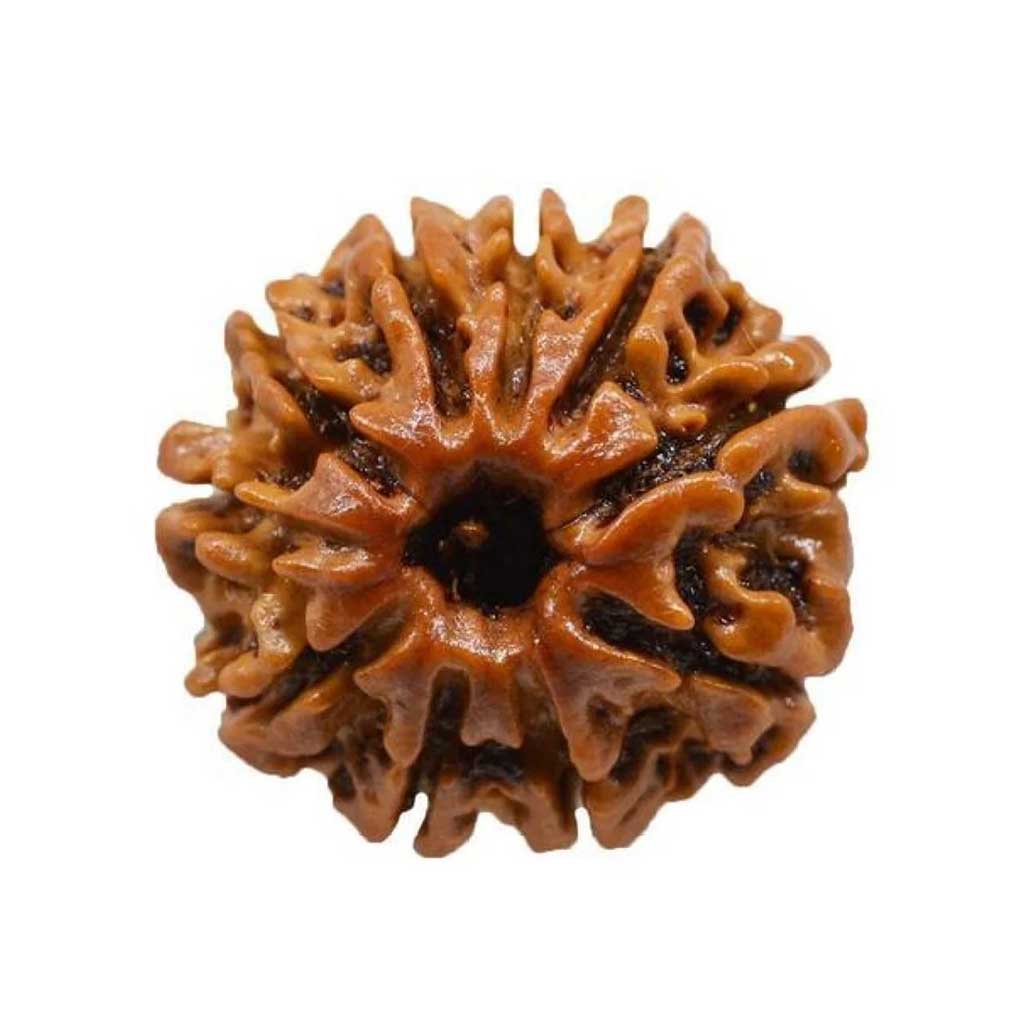 10 Mukhi Rudraksha