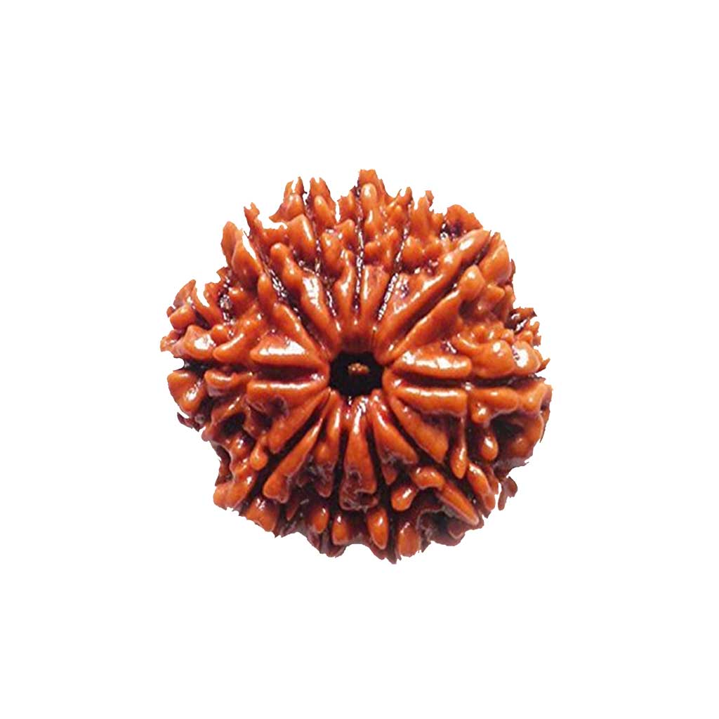11 Mukhi Rudraksha
