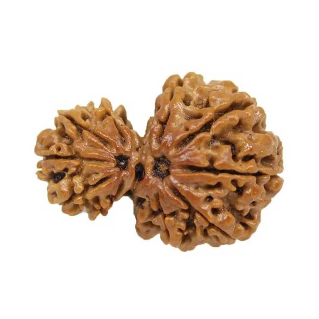 Garbh Gauri Rudraksha