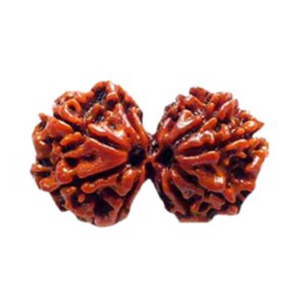 Gauri Shankar Rudraksha