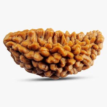 1 Mukhi Rudraksha