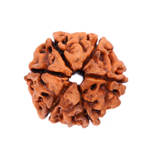 6 Mukhi Rudraksha