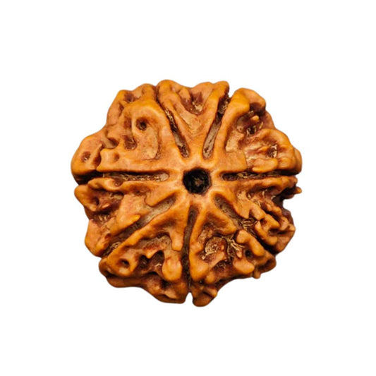 7 Mukhi Rudraksha