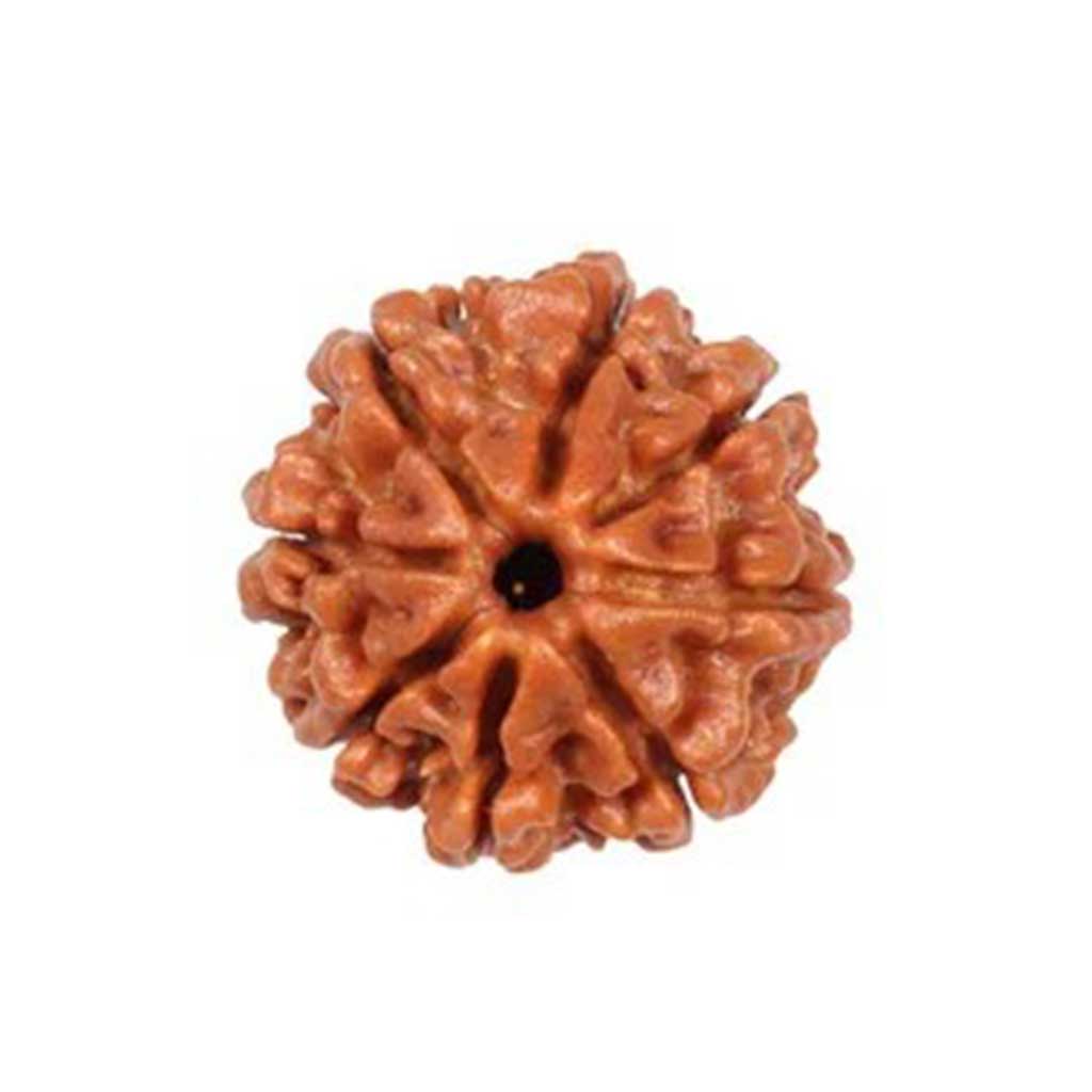 8 Mukhi Rudraksha