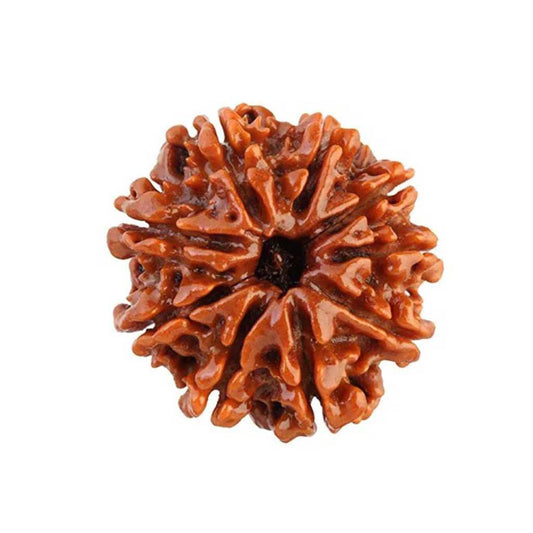 9 Mukhi Rudraksha