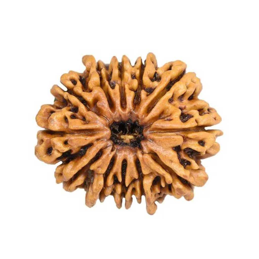 12 Mukhi Rudraksha
