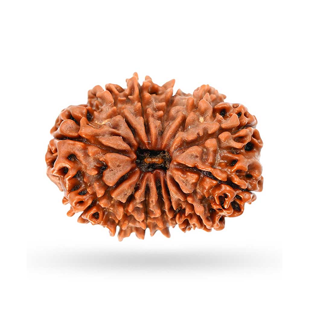 13 Mukhi Rudraksha
