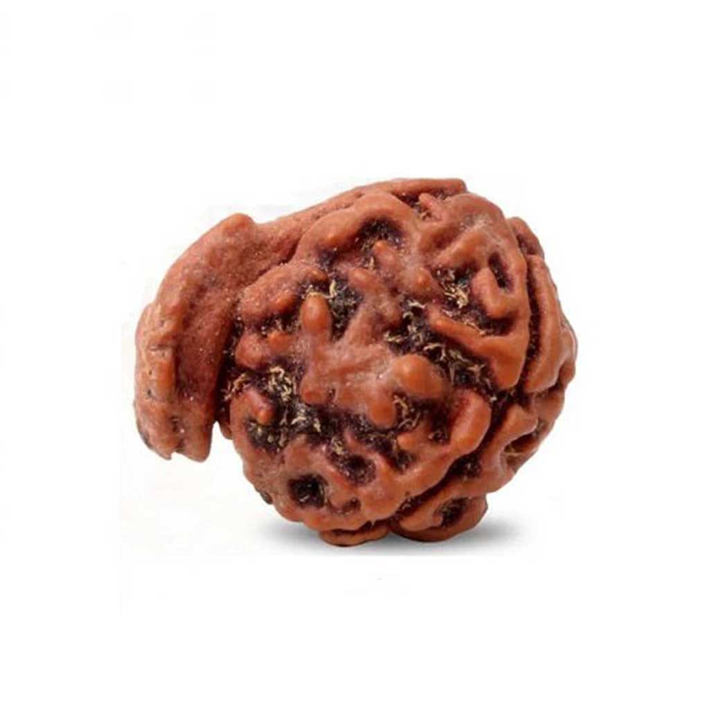 Ganesh Mukhi Rudraksha