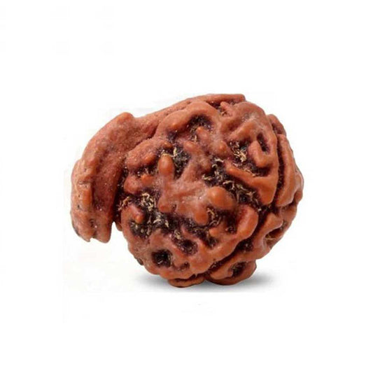 Ganesh Mukhi Rudraksha